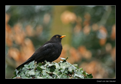 6616 blackbird on ivy