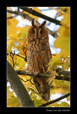 2575 long-eared owl in autumncolours