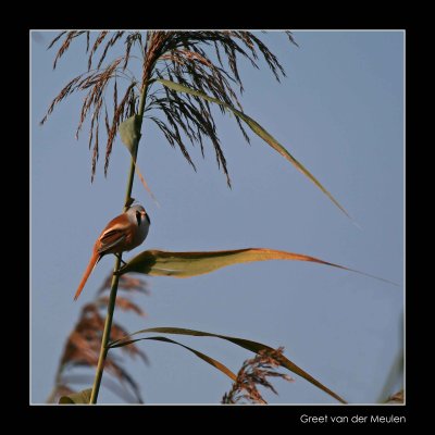 0489 bearded tit