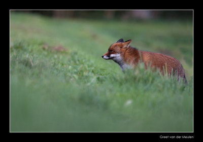 2569 fox in grass