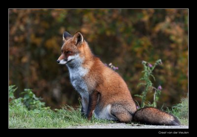 3250 fox in autumn