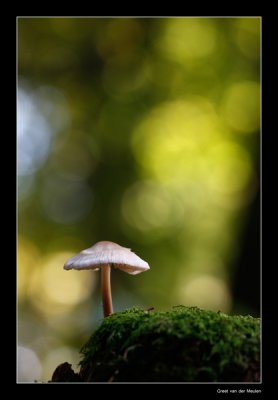 8409 mycena