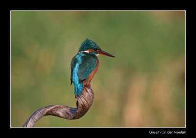 3604 kingfisher
