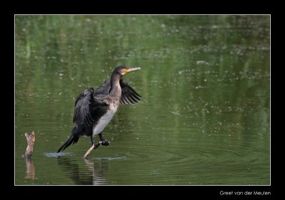 5459 balancing young cormorant