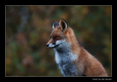 3448 fox in autumn