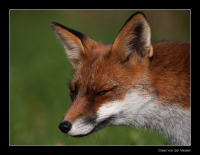 1899 sly fox
