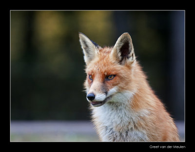4054 fox