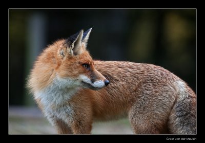 4036 fox looking back