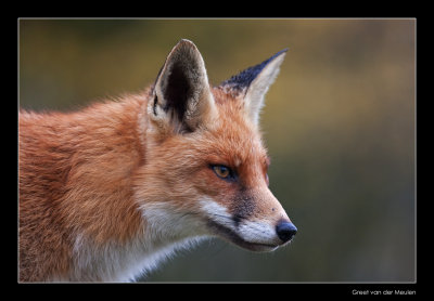4011 fox in autumn colours