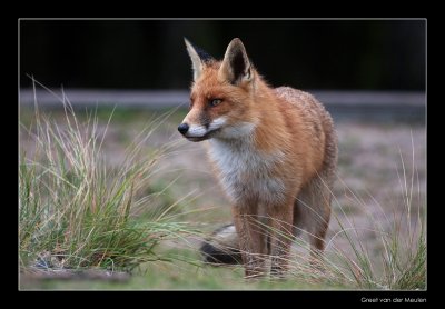 4082 fox