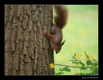 9782 red squirrel