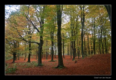 2164 beechforest in early autumn, Vilsteren