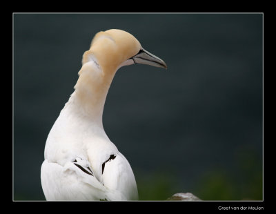 5115 gannet with refreshed neck