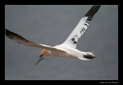 5144 floating gannet