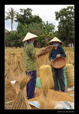 9311 Vietnam, ladies harvesting rice