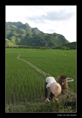 8011  Vietnam ricefields of Mai Chau