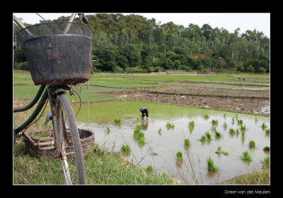 6989  Vietnam, rice harvest and transportation