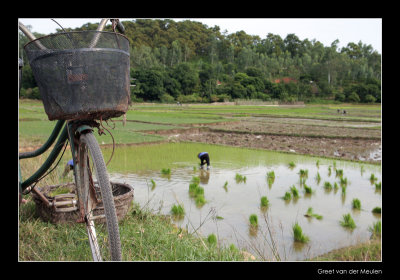 6989 Vietnam, rice harvest and transportation