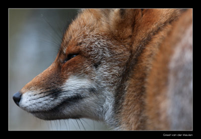 5097 fox
