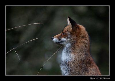 5359 vigilant fox