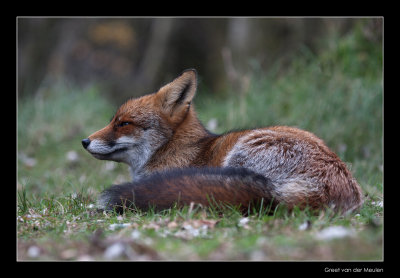 5510 lying fox