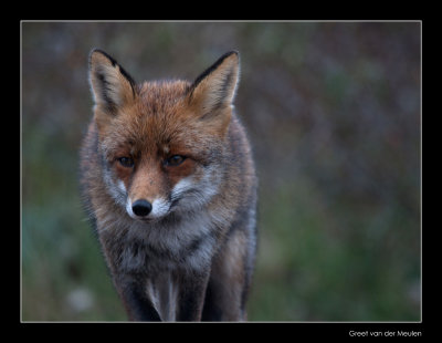 5904 walking fox