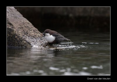 6230 dipper with prey