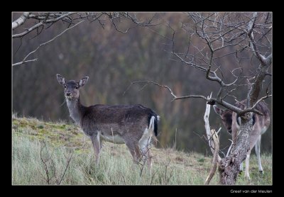 4526 fallow deer