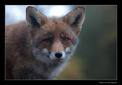 4664 fox portrait