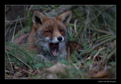 4746 yawning fox lying in the grass