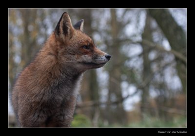 4871 fox from low point of view