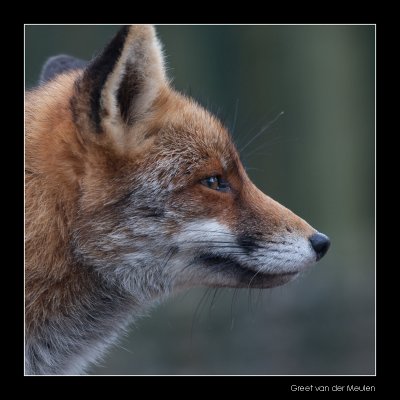 4720 fox portrait