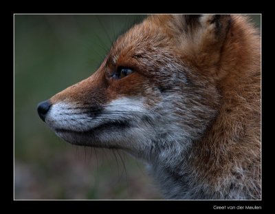 5214 fox