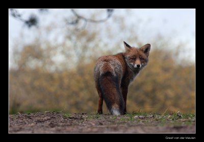 5123 autumn fox looking behind