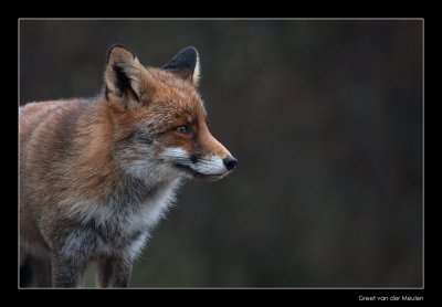 5894 fox