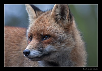 4894 fox