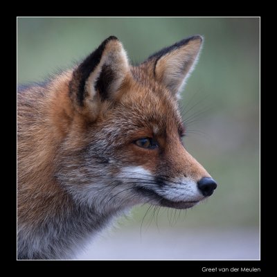 5808 fox portrait