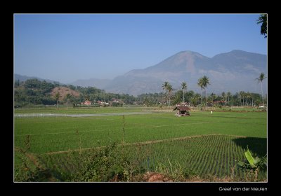 3023 Indonesia, ricefields on Java