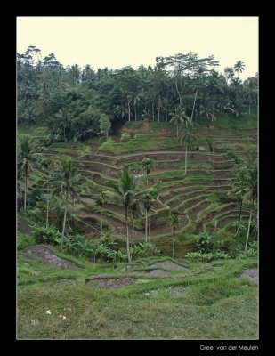 4734 Indonesia, rice terrasses at Ubud