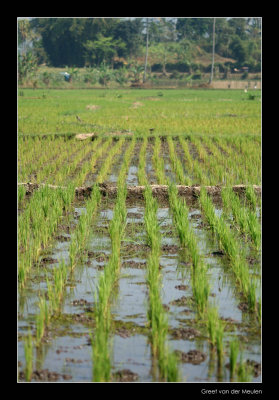 3170 Indonesia, ricefields