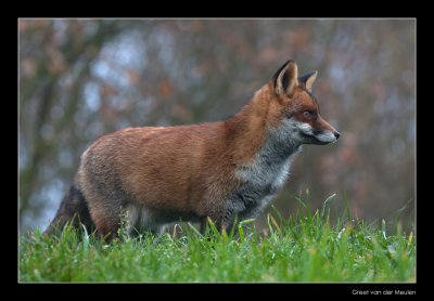 6519 fox