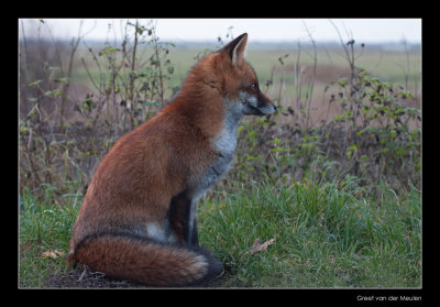 7736 fox