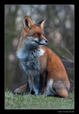 7641 fox