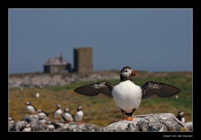 3025 puffin, Farne islands