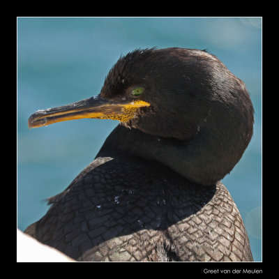 3917 shag, Farne Islands