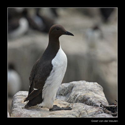 0374 guillemot, Inner Farne