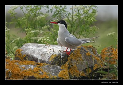 0401 arctic tern, Inner Farne