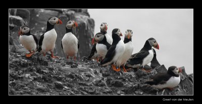 9793 puffins, Farne Islands