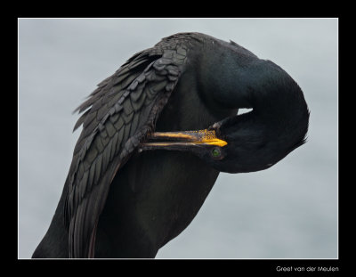 0031 polishing shag, Farne Islands