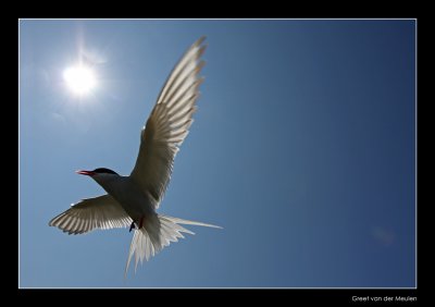 4071 flying arctic tern